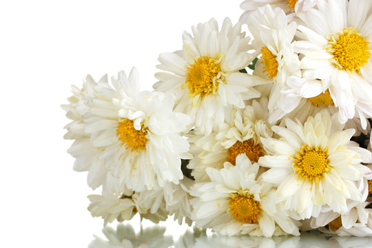 beautiful bouquet of daisies isolated on white