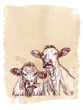 Two cows hand draw sketch & watercolor background