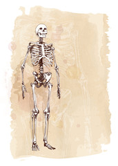 Skeleton sketch & watercolor vintage background