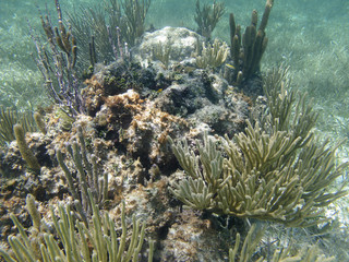 Coral reef