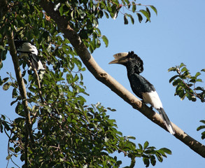 Silvery-cheeked Hornbill in Africa