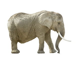 Fototapeta na wymiar Słoń afrykański