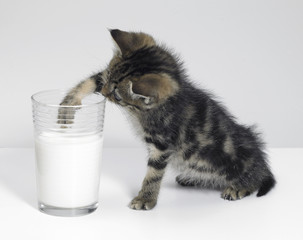 kitten fishing for milk