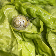 Grove snail upon green lettuce