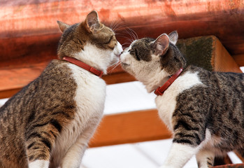 zwei Katzen auf einem Hausdach