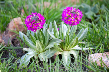 primula