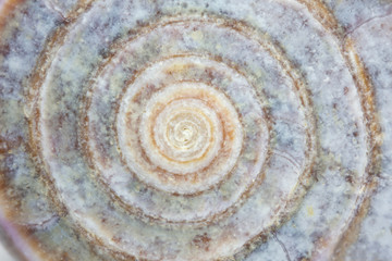 Fototapeta na wymiar Close-up z ślimaka morskiego, full frame