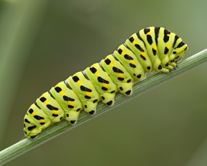 The big green caterpillar
