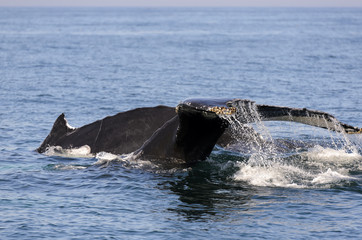 Fototapeta premium Humpback Whale