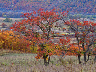 Autumn landscape with rare trees