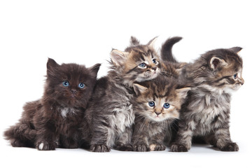 Siberian kitten on white background