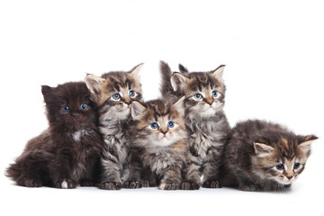 Siberian kitten on white background