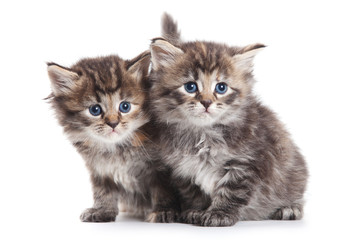 Siberian kitten on white background