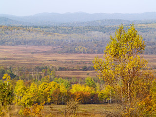 Fototapeta na wymiar Autumn landscape with rare trees