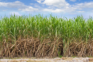Sugarcane field in cloudy sky