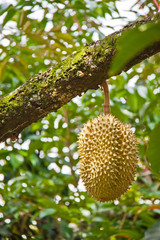 Durian on tree