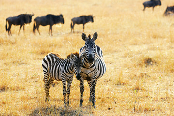 Naklejka premium Zebra with foal
