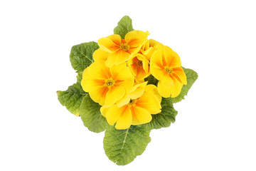 Yellow flowers isolated on white