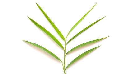 Bamboo leaf