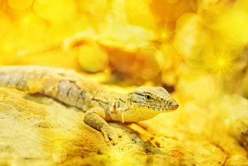 Golden dragon