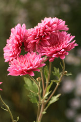 Bunch of pink chrysanthemums