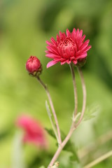 Bud of chrysanthemum