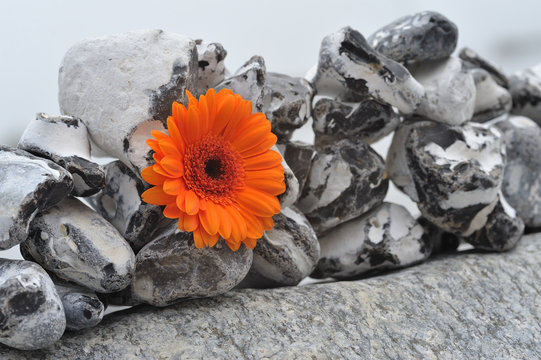 Gerbera