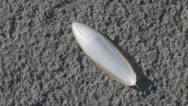 osso di seppia