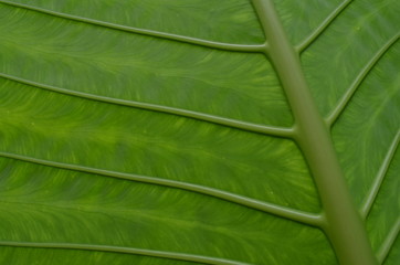 taro leaf