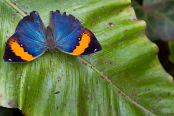 tropischer Schmetterling