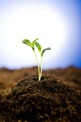 Green seedlings in new life concept