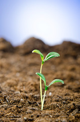 Green seedlings in new life concept