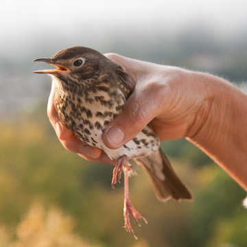 L'oiseau pris tenu par une main de femme