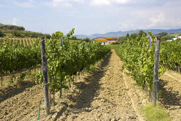 Fototapeta na wymiar winnic Toskanii