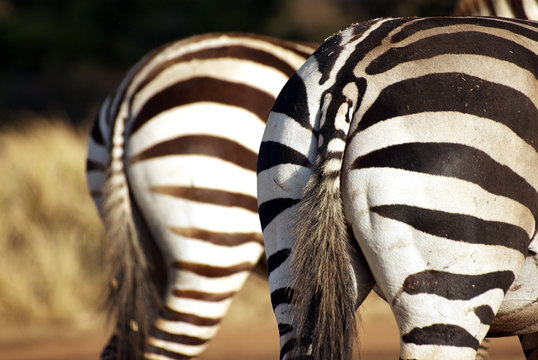 Fototapeta Wild zebra bottoms
