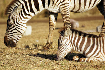Fototapeta na wymiar Dziki zebra wspólnego wypasu
