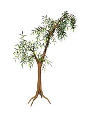 Obraz premium Bamboo tree