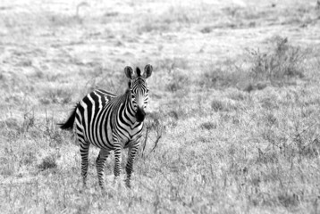 Fototapeta na wymiar Lonely zebra image in black and white