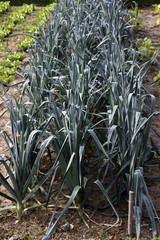 Porree (Lauch) in einem Garten