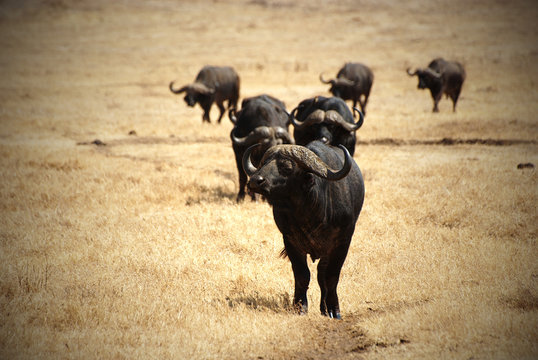 African buffalo group