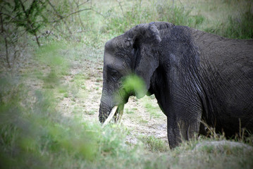 Old adult elephant image with vignetting effect