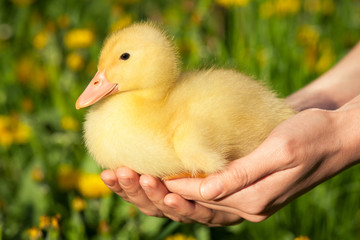 Little duckling