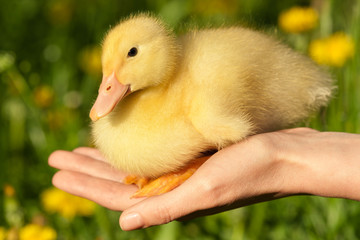 Duckling in human hands