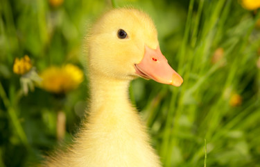 Small duckling