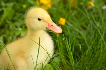 Small duckling