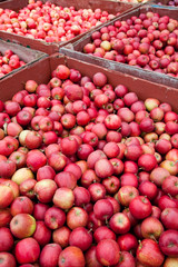 Market Fruit
