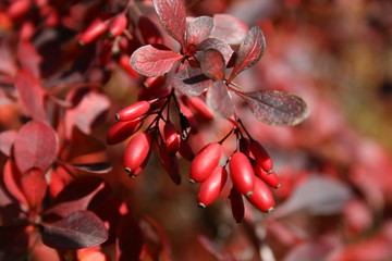 Epine-vinette - Berberis vulgaris