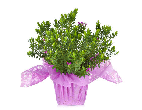 POLYGALA MYRTIFOLIA GRANDIFLORA