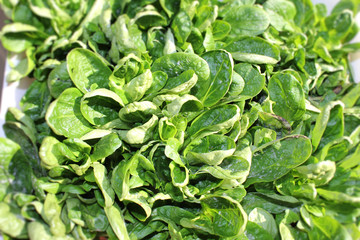 Feldsalat (Valerianella)