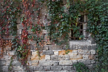 Fototapeta na wymiar wall with leaves